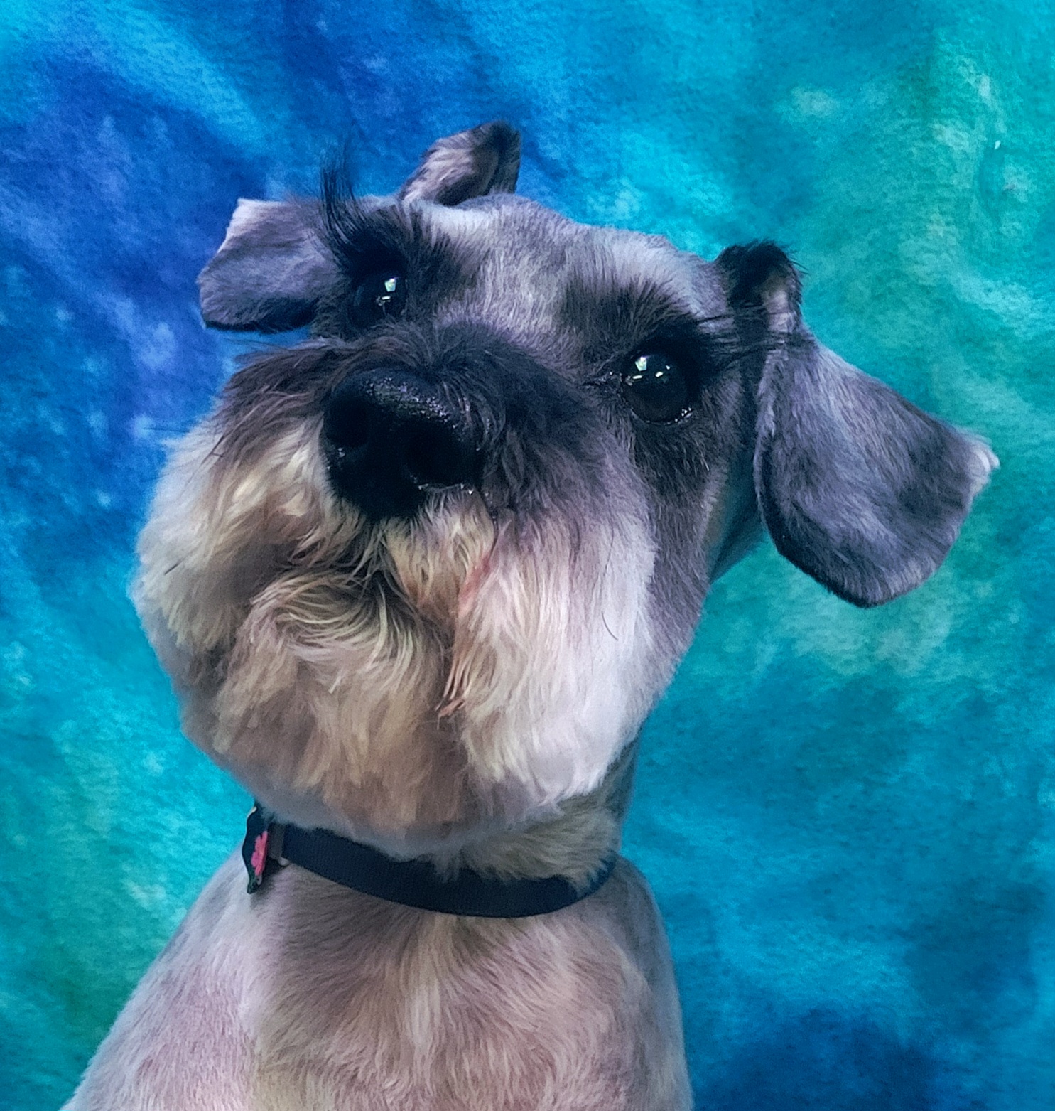 Beautifully groomed Shih Tzu - Professional dog grooming at Vanity Fur Pet Parlor Cumming GA