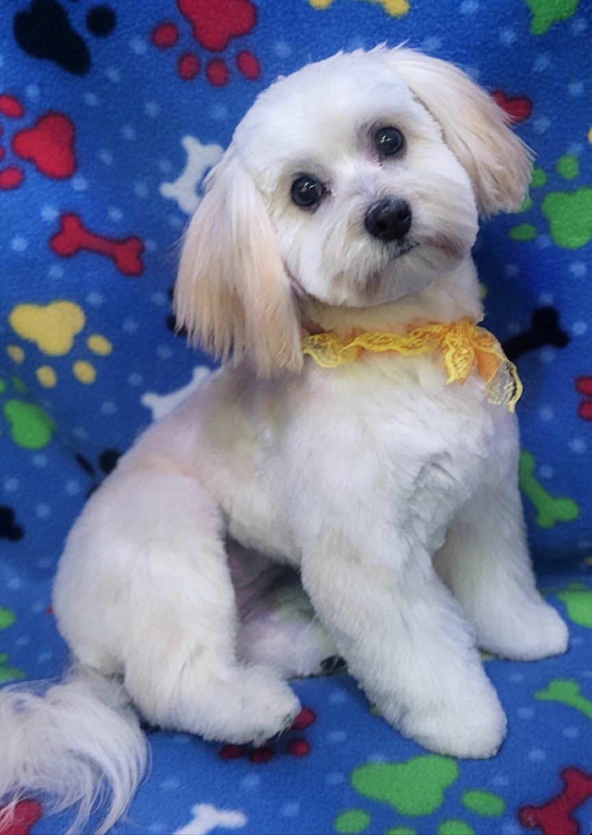 Beautifully groomed Shih Tzu - Professional dog grooming at Vanity Fur Pet Parlor Cumming GA
