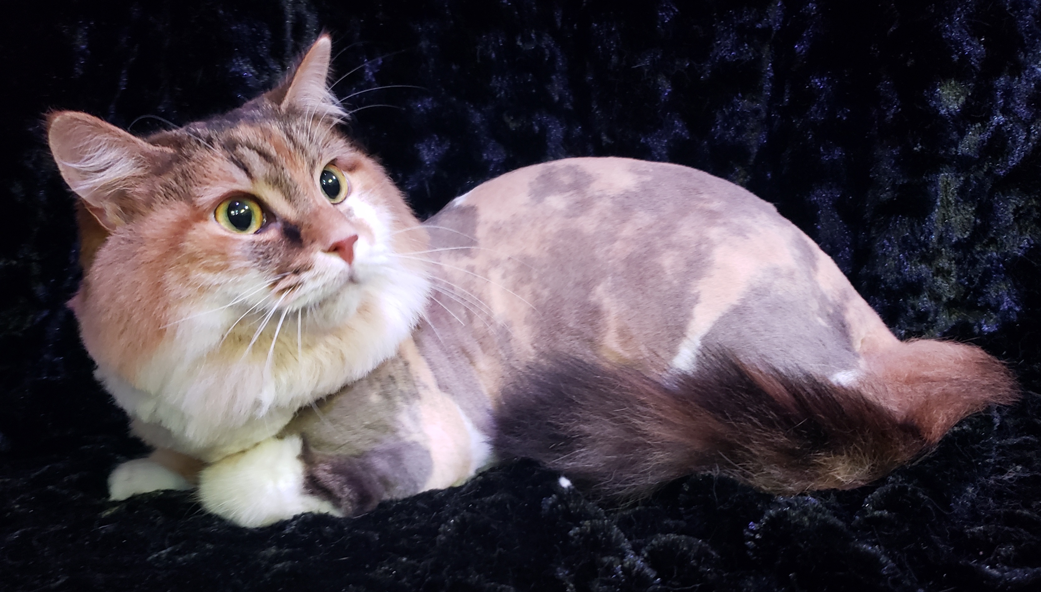 Calico Lion Cut