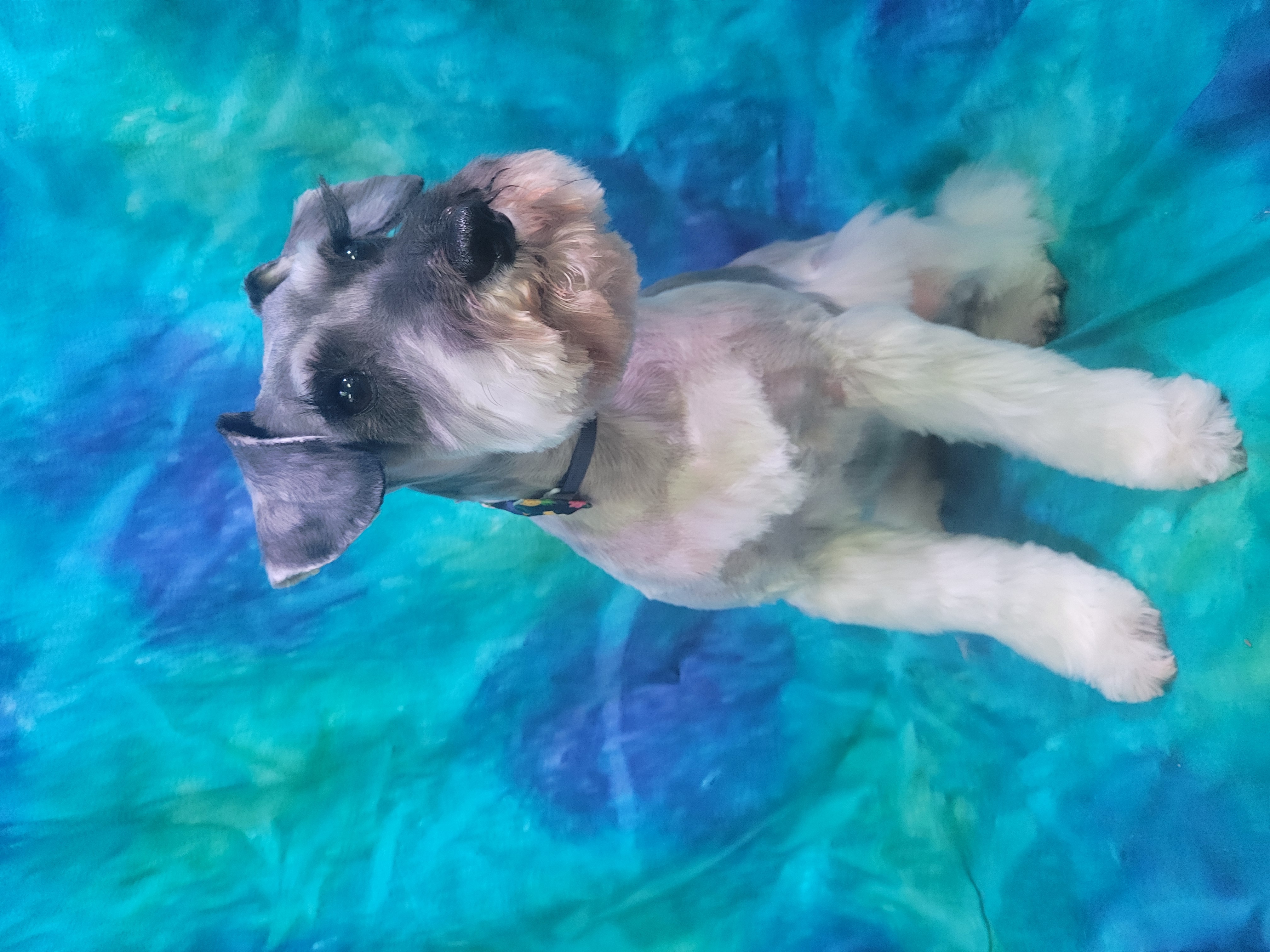 Full-View Grooming: See Your Pet the Entire Time