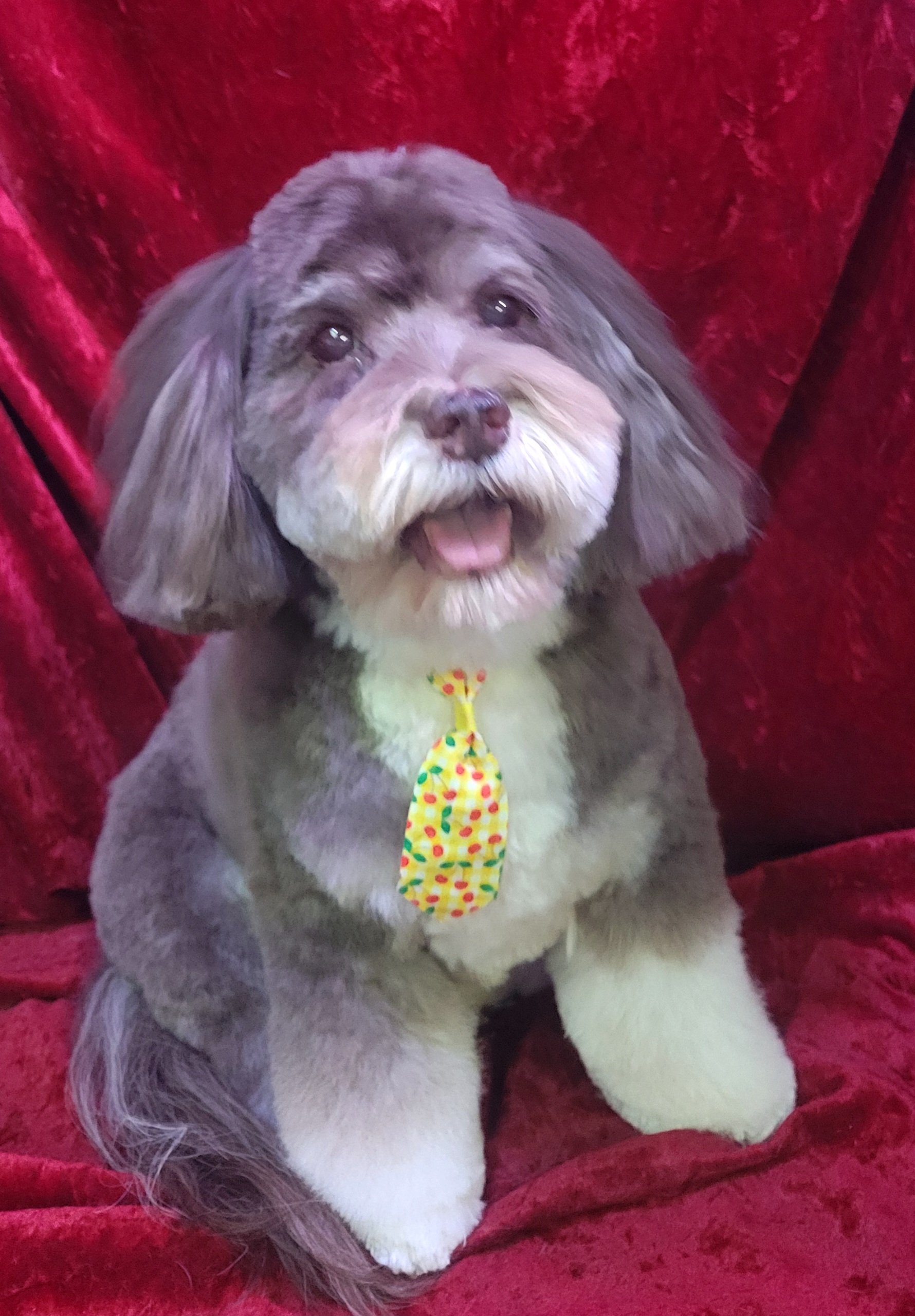 Winter Coat Care: Keeping Your Pet Cozy & Clean