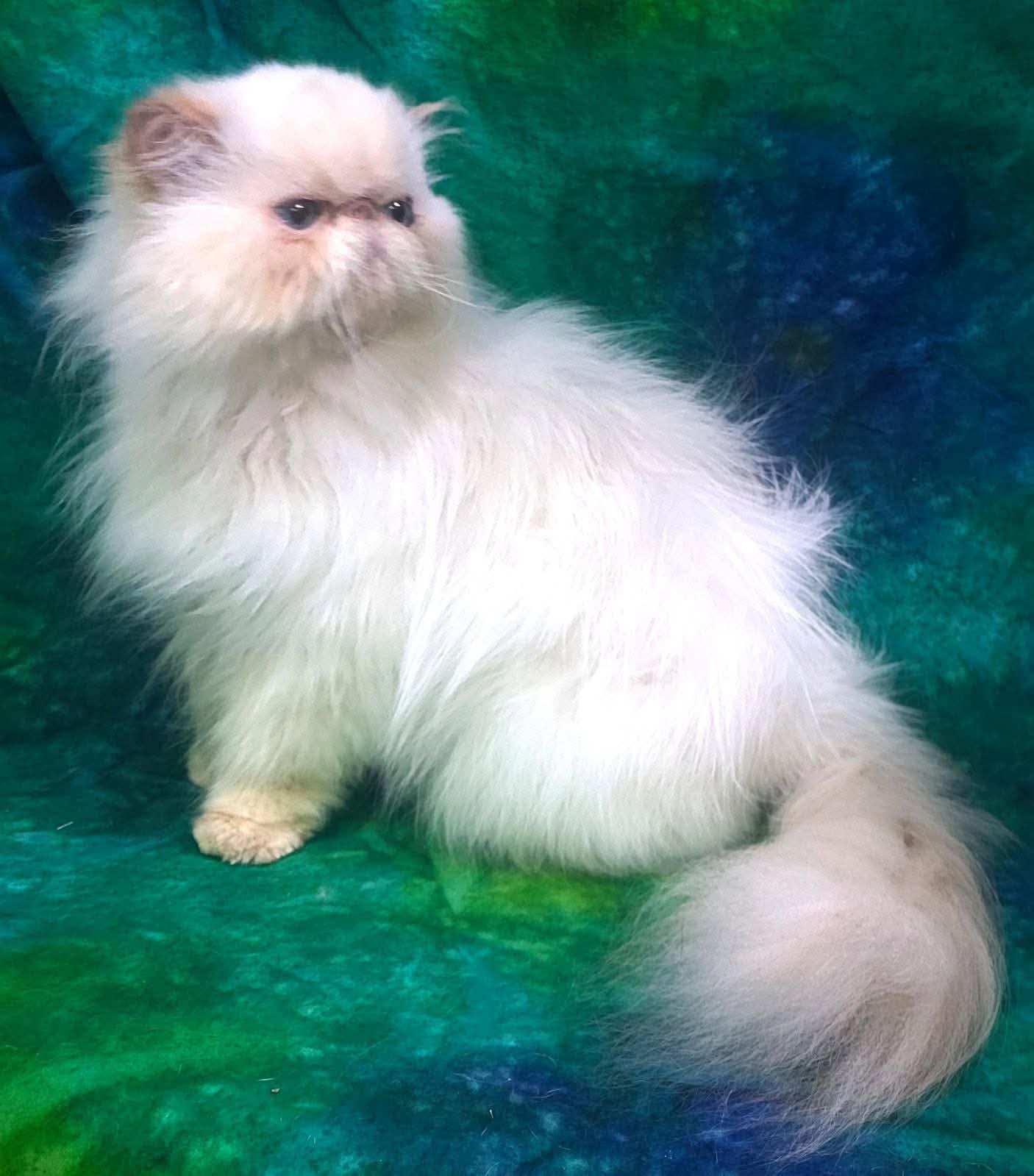 Stunning white Persian cat with fluffy coat - no sedation cat grooming at Vanity Fur