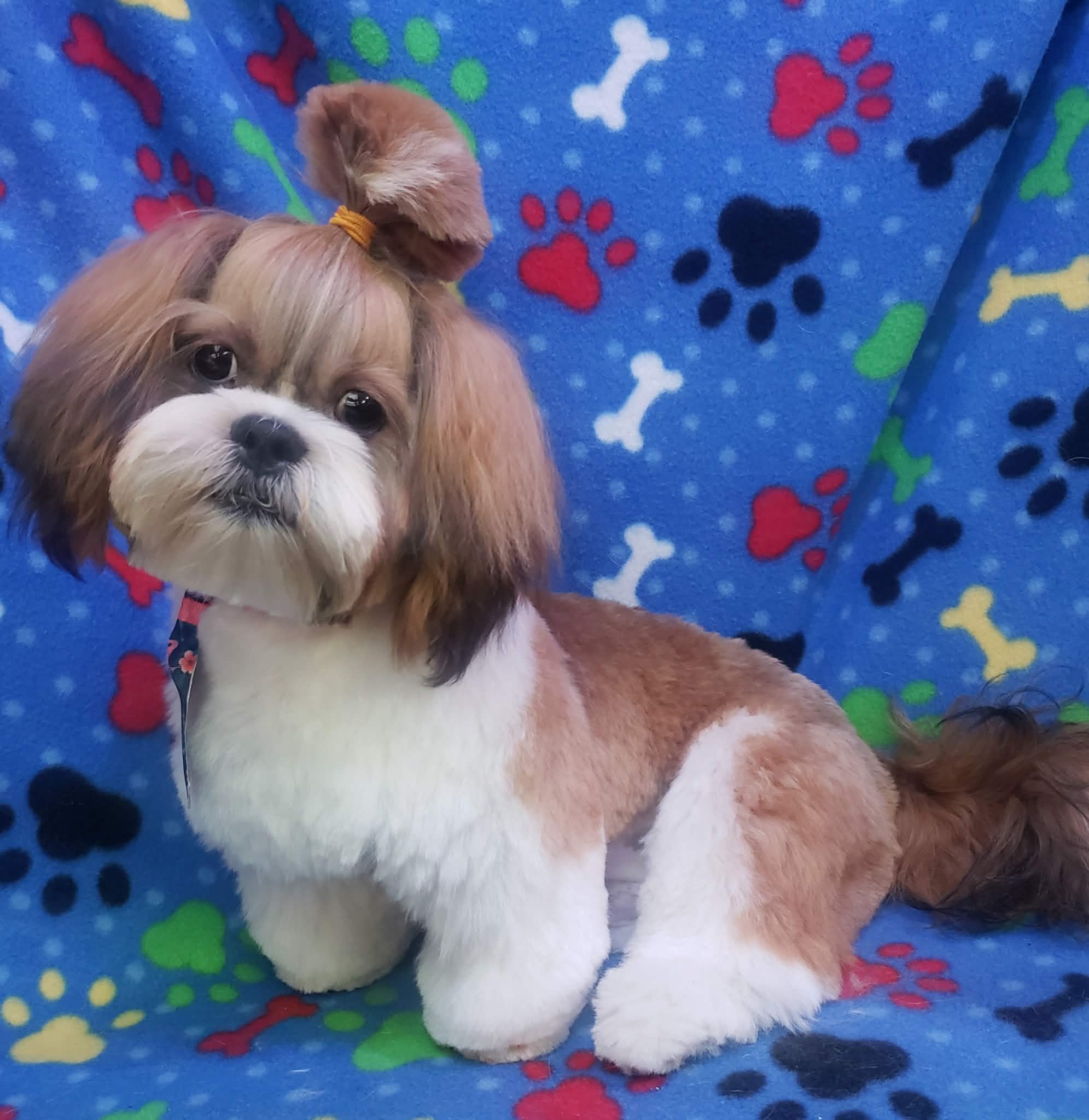 Beautifully groomed Shih Tzu - Professional dog grooming at Vanity Fur Pet Parlor Cumming GA