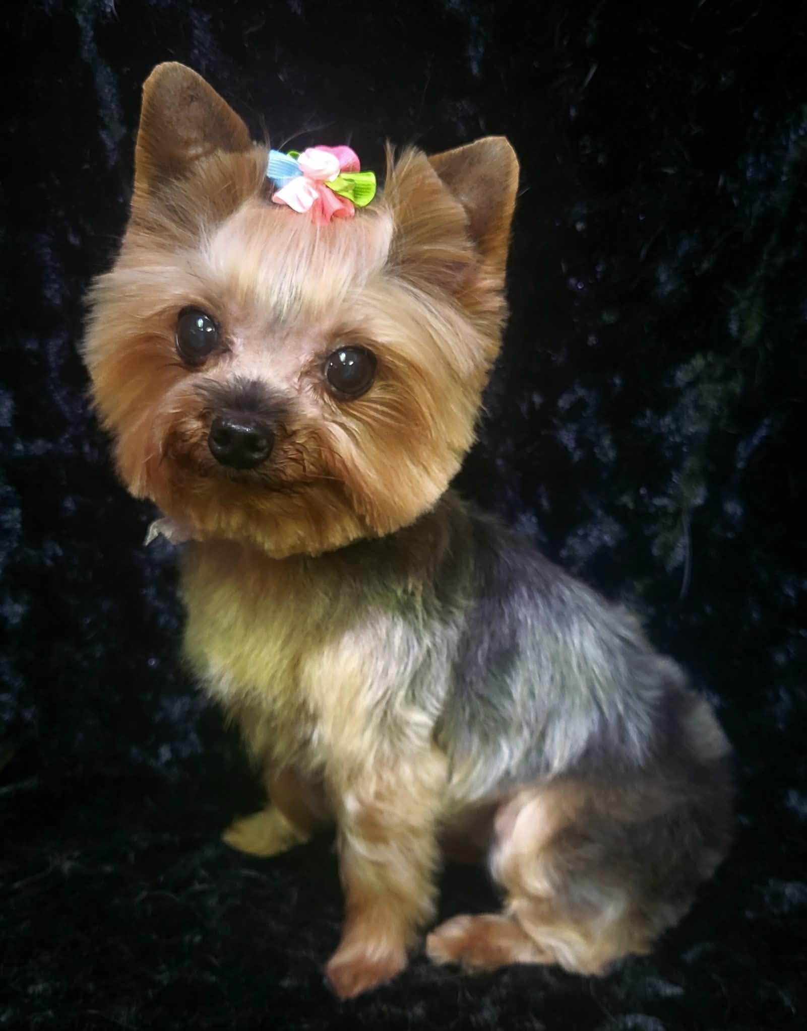 Beautifully groomed Yorkie with flower bow - noose-free dog grooming at Vanity Fur Pet Parlor Cumming GA